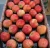 Import hot selling good quality red fresh gala apples for wholesale from South Africa