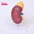 Import Human kidney model with adrenal gland ureter pyramid calyx in medical science from China