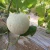 Import Hybrid Musk Cantaloupe Hami Melon Seeds For Cultivation-Japaness Sweet from China