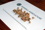 Java Coffee Bean