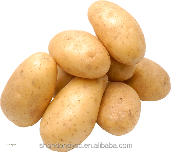 large potato seed for potato importers, best potato seeds for sale