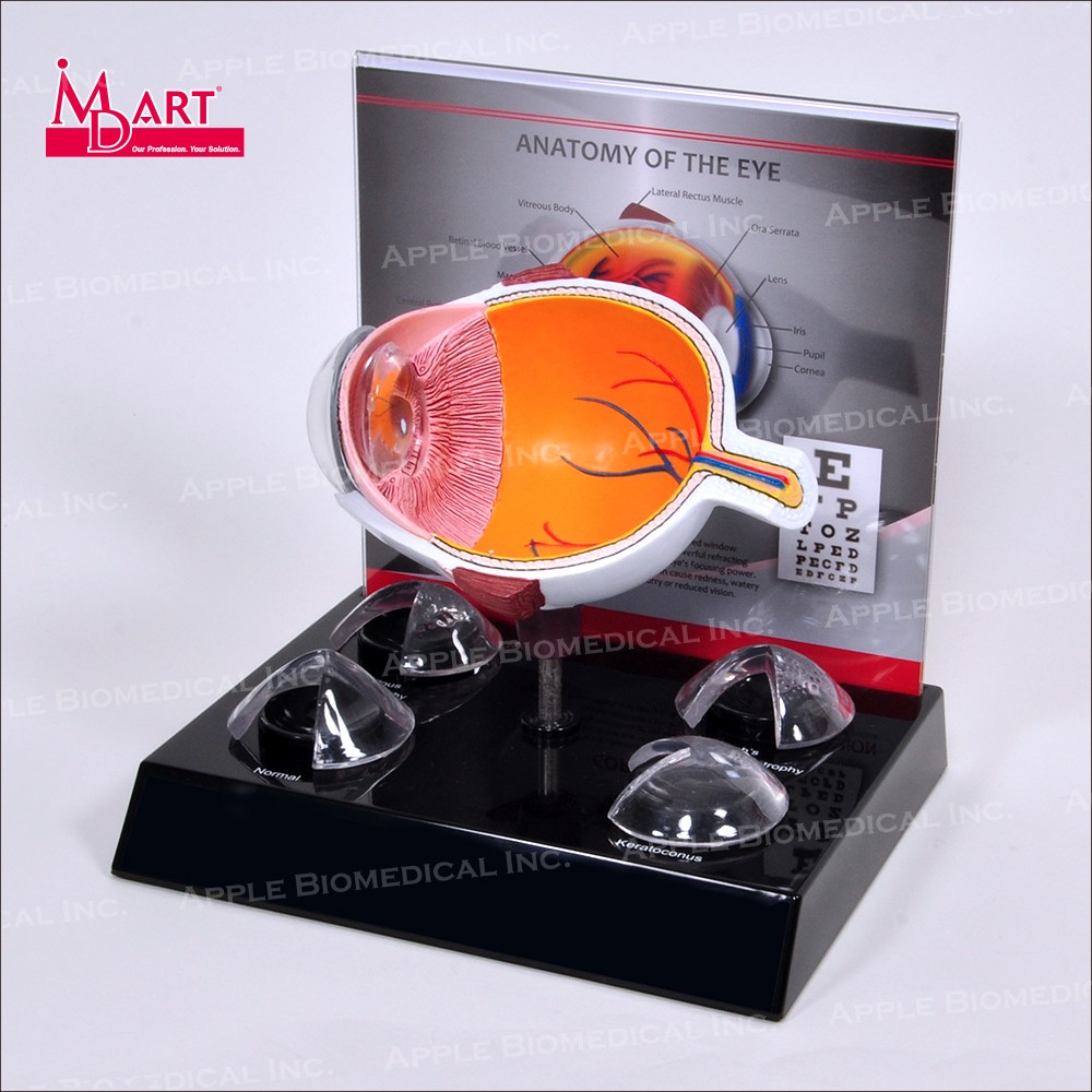 Medical Eye Model Buy Medical Equipment Anatomical Human Eye Model With 4 Corneas from ...