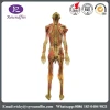 Medical teaching plastinated specimen silicone specimen plastination of human body