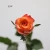 Import Natural Fresh Flower  ROSE Wholesale For Wedding from China