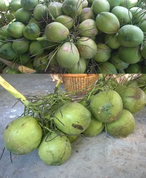New Crops Fresh Coconut From Vietnam