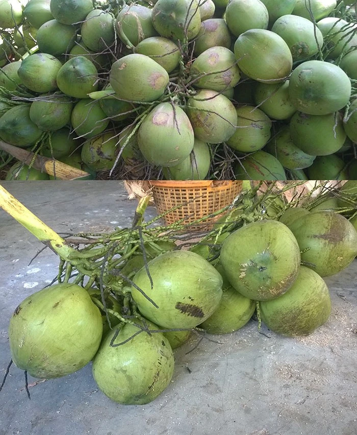 New Crops Fresh Coconut From Vietnam