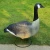 Import New Designed Black Head Hunting Goose, Snow Goose Decoy Toy from China