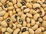 New Stock White Cowpea Beans Cheap Price