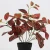 Import New style waterproof artificial plants and trees for party decoration from China
