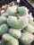 Import Nursery Natural  Succulent plant Live Lithops Conophytum luiseae Indoor Plants Wholesale from China