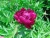 Import Ornamental Fresh Cut Flower Chinese Peony Herbal Peony Bouquet For Indoor and Wedding Decoration from China
