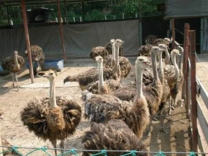 Ostrich Chicks /Red and Black neck Ostrich for sale/Live Ostrich Birds