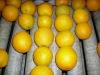 packing 15 and 8 Weight (kg) Valencia & Naval Orange style fresh citrus fruits
