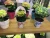 Import Plastic garden Printing plant pot cover blueberry from China