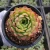 Import rare succulents wholesale indoor plants live plant fresh echeveria suculent natural from China