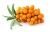 Import Regulation of Blood System Function and Capsules Dosage Form Sea Buckthorn Seed Oil Softgel from China