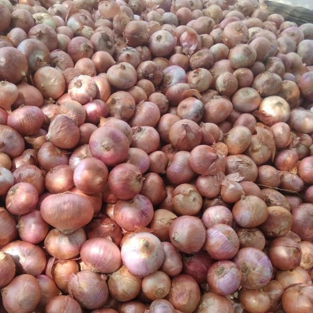 Rose Onion Shallot Onion   Bulk Quality  Red Onion Exporter india