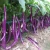 Import S519 Qie zi Early Maturity Popular Hybrid Eggplant Seeds from China