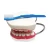 Import School learning resources plastic Dental mold &amp; giant toothbrush set Dentist toy teaching aids from China