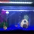 Import Seabillion led aquariums lighting For Plants Freshwater Pets Equipment Tropical Lights from China