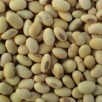 Soybean/Soya Bean, Soybean Seeds, Soya Bean Seeds for sale