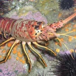 Spiny Lobster