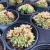 Import succulents in bulk plant suppliers sell natural succulent from China