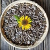 Quality Sunflower Seeds on Sale, Pre-Order Now