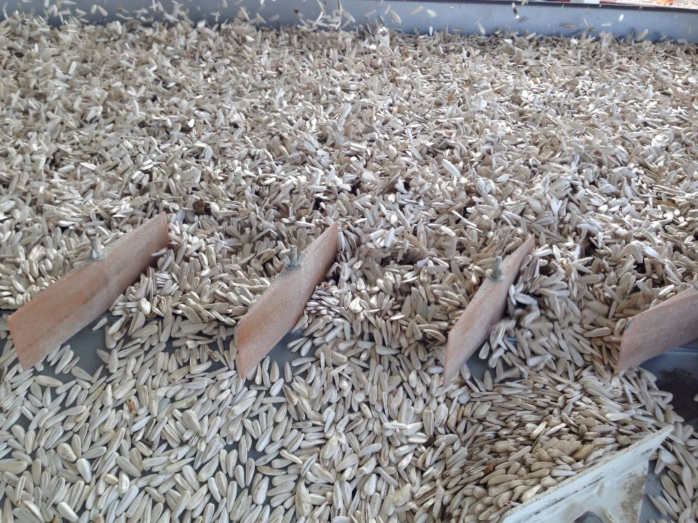 Quality Long & Round Sunflower Seeds in Best Price