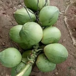 Super Quality Indonesia  Fresh Coconut For Industrial Manufacture
