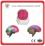 SY-N001 medical plastic Brain Leaf Model human model brain