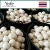 Import Thai Fresh Fragrant Coconut Export Good Price from Thailand