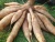 Import Thailand Plant Lowland Tropics Cassava Chips Tapioca from Thailand