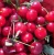 Import TOF QUALITY Fresh Sweert Healthy Fruit Benefits Cherries from South Africa