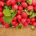 Top Quality Fresh Radish Available