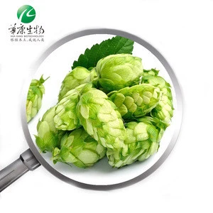 Top Quality xanthohumol Hops Extract Hops Flower Extract powder