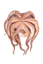 Whole Octopus, High Quality Untenderized Tray Octopus 6-8 lbs