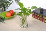 water planting vase flower vase glass vase