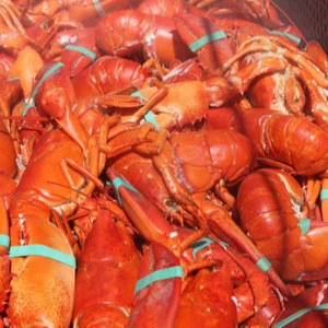 Whole round lobsters