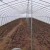 Import Wholesale customized Morden Aluminium Greenhouse high tunnel greenhouse steel frame film greenhouse from China