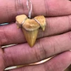 Wholesale Natural Shark Teeth Fossil Stone Power Pendant For Gift ,Shark tooth necklace to ward off bad luck.