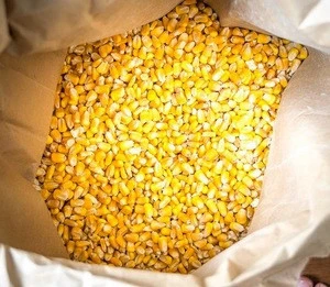 Yellow Corn & White Corn Maize for Human & Animal Feed