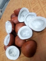Edible White Fresh Coconut, Dark Yellow to Brown