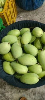 Fresh Cat Hoa Loc Mango from Vietnam
