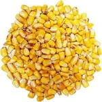 Yellow Maize Corn 30% Discount Today