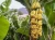 Import Supply Fresh Cavendish Banana With Premium Export Quality from Belgium