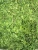 Import Pure Moringa leaves from Pakistan