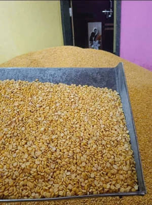 Chana Dal (Split Chickpeas) – High Quality for Wholesale & Export