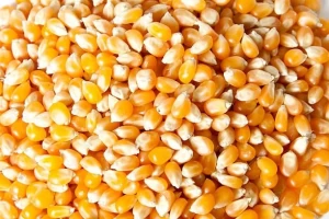 Yellow corn