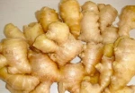 Buy New Ginger Fresh Wholesale Supplier